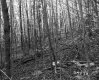 Budding Trees in Forest