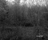 Trees and Plants