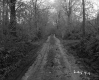 Dirt Road in Forest