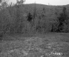 Trees by Mountain