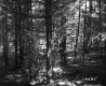 Conifers in Forest