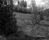 Slope with Trees