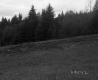 Trees on Slope