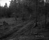 Tracks in Forest