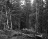 Downed Trees in Forest
