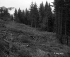 Twigs and Branches on Slope