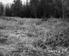 Downed Trees by Forest