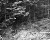 Downed Trees on Slope