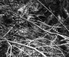 Tree Branches on Ground
