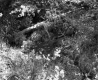 Small Stream