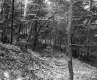 Slope with Trees