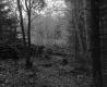 Stone Wall in Forest