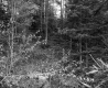 Slope in Forest