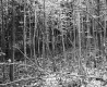 Small Trees in Forest
