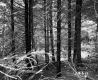 Conifers in Forest