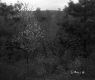 Budding Trees in Forest