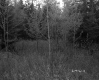 Budding Trees in Forest