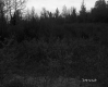 Budding Trees in Forest