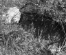 Stream and Plants