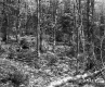 Slope in Forest