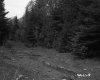 Clearing by Forest