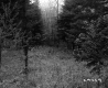 Clearing in Forest
