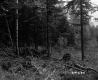 Tree Branches in Forest