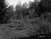 Clearing and Trees