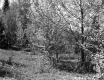 Trees and Grass on Slope