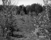 Trees in Field