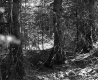 Conifers in Forest