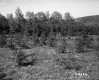 Trees in Meadow