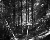 Conifers in Forest