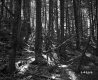 Conifers in Forest