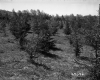 Scattered Trees in Field