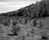 Trees by Mountainside