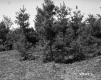 Conifers in Field