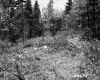 Clearing in Forest