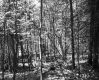 Skinny Trees in Forest