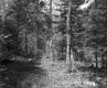 Forested Area