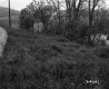 Tall Grass by Road