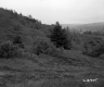 Trees and Grass on Slope
