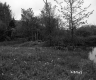 Grass by Pond