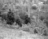 Tree Tops from Hill