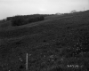 Grass on Slope