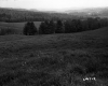Grass on Hill