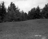 Trees on Hilltop