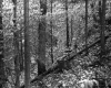Slope in Forest