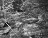 Stream in Forest