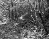 Slope in Forest